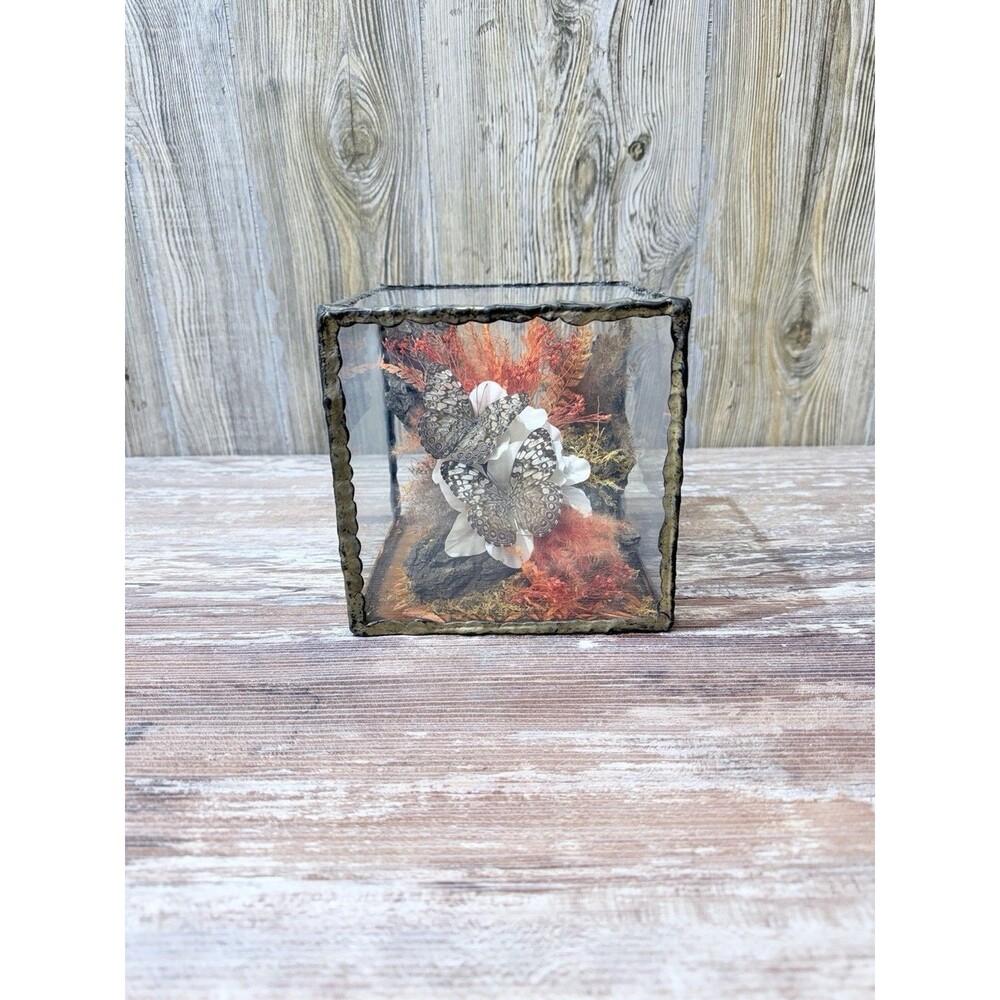 Cracker Hamadryas Real Butterfly Glass Display Box Taxidermy Life Like Scene